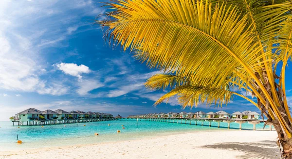 Plage Tropicale Aux Maldives Avec Palmiers Lagon Vibrant Accueillant — Photo