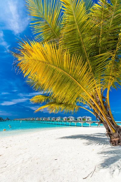 Tropical Beach Maldives Palm Trees Vibrant Inviting Lagoon — Stock Photo, Image