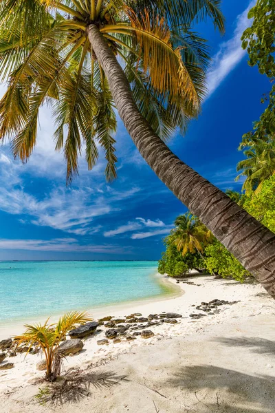 Praia Tropical Maldivas Com Palmeiras Lagoa Convidativa Vibrante — Fotografia de Stock