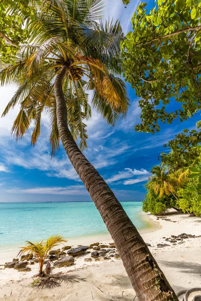 Tropikalna Plaża Malediwach Palmami Tętniącą Życiem Laguną — Zdjęcie stockowe