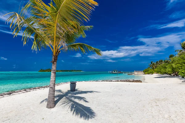 Tropischer Strand Auf Den Malediven Mit Palmen Und Einer Lebhaften — Stockfoto