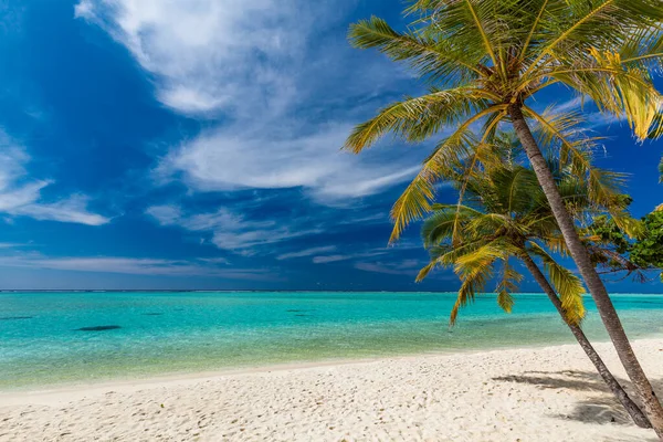 马尔代夫的热带海滩 有棕榈树和充满活力的吸引人的泻湖 — 图库照片