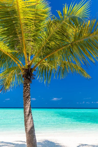 Praia Tropical Maldivas Com Palmeiras Lagoa Convidativa Vibrante — Fotografia de Stock