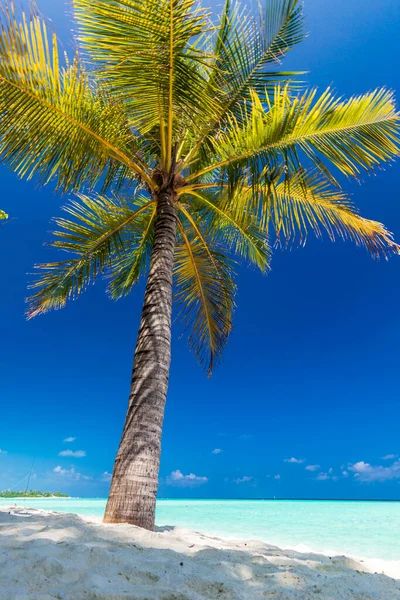 ヤシの木と活気に満ちた招待ラグーンとモルディブの熱帯ビーチ — ストック写真