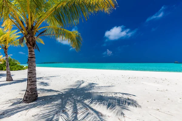 Plage Tropicale Aux Maldives Avec Palmiers Lagon Vibrant Accueillant — Photo