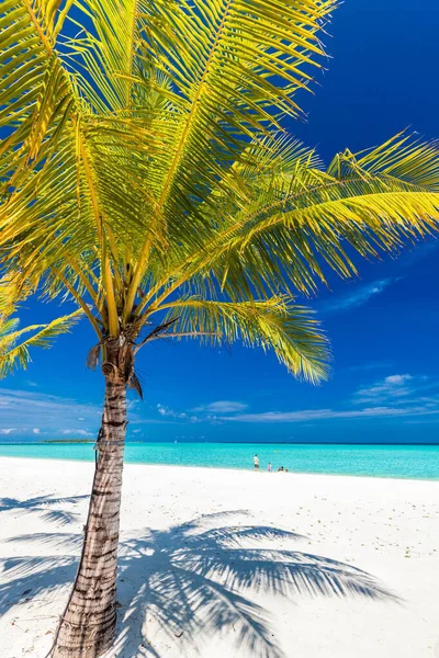 Tropisch Strand Malediven Met Palmbomen Levendige Uitnodigende Lagune — Stockfoto