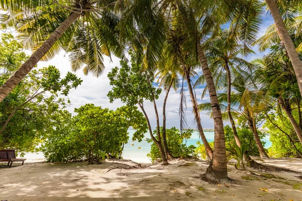 Tropická Pláž Maledivách Palmami Pulzující Lákavou Lagunou — Stock fotografie