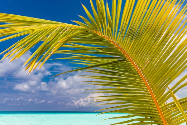 Playa Tropical Maldivas Con Palmeras Vibrante Laguna — Foto de Stock