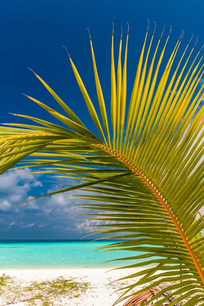 Tropischer Strand Auf Den Malediven Mit Palmen Und Einer Lebhaften — Stockfoto