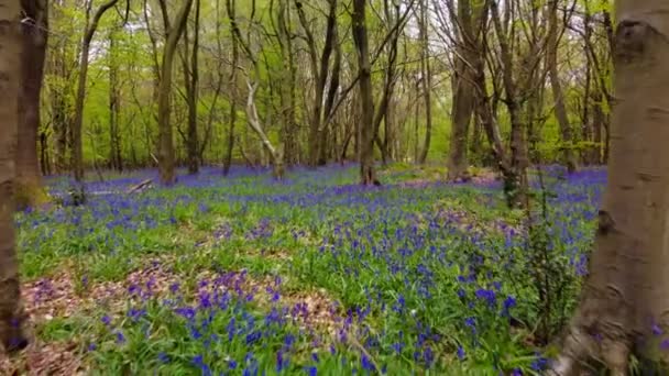 Drone Flyga Genom Blåklockorna Skogen England Kent — Stockvideo