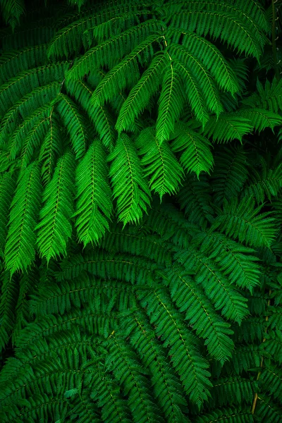 Samambaias exuberantes verdes crescendo na floresta tropical selvagem da Austrália — Fotografia de Stock