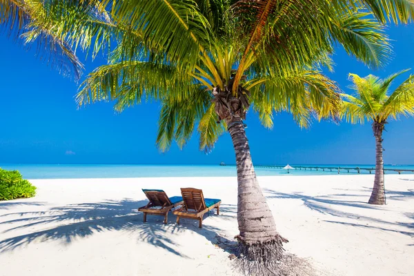 Deck chairs under umrellas and palm trees on a beach — Stock Photo, Image