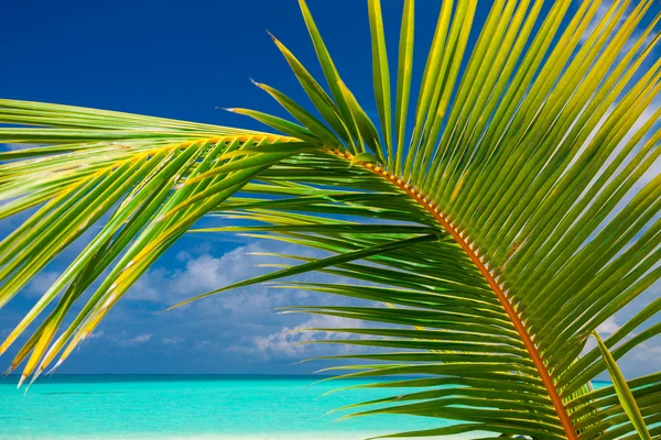 La hoja de palma contrarresta el cielo con mar y playa tropical — Foto de Stock