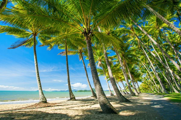 Palmbomen op het strand van Palm Cove — Stockfoto