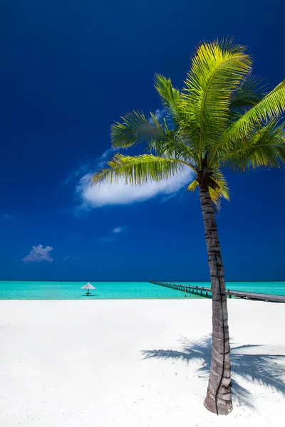 Palm tree in tropical perfect beach — Stock Photo, Image