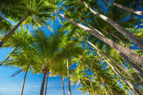 Пальмовый лес на фоне голубого неба — стоковое фото