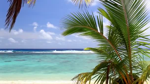 Waves on a tropical beach with palm tree — Stock Video