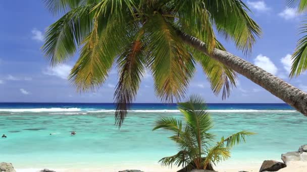 Olas en una playa tropical con palmera — Vídeo de stock