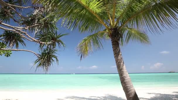 Palmeiras sobre lagoa tropical com praia — Vídeo de Stock