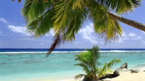 Olas en una playa tropical con palmera — Vídeos de Stock