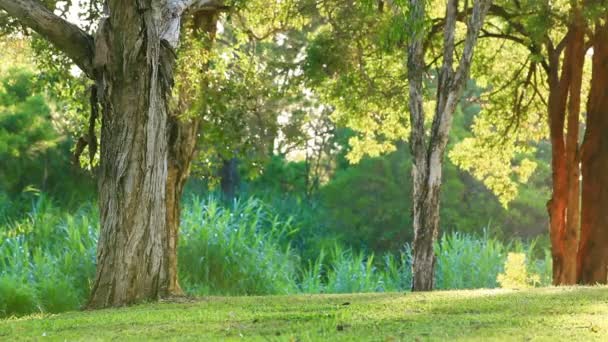 日当たりの良い光の下で公園内の緑の芝生 — ストック動画