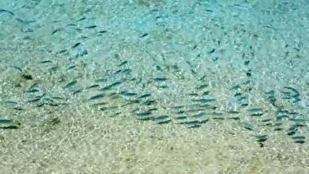 Wiele ryb pływających w tropikalną laguną — Wideo stockowe