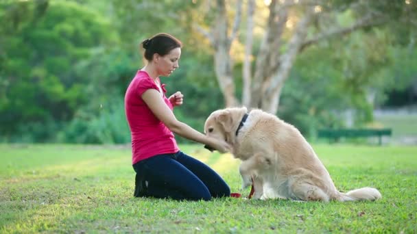 Hund och hans kvinnliga ägare i parken — Stockvideo