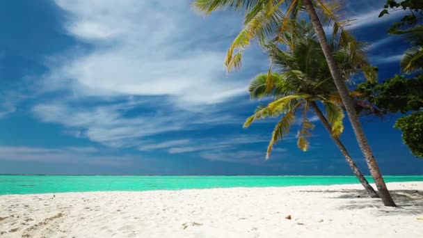 Palmeras sobre laguna tropical con playa blanca — Vídeo de stock