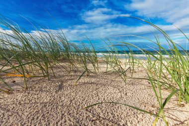 Sunny beach with sand dunes, grass and blue sky, Australia clipart