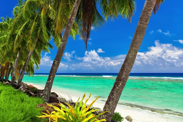 Palmy kokosowe na tropikalnej plaży Rarotonga, kucharz jest — Zdjęcie stockowe