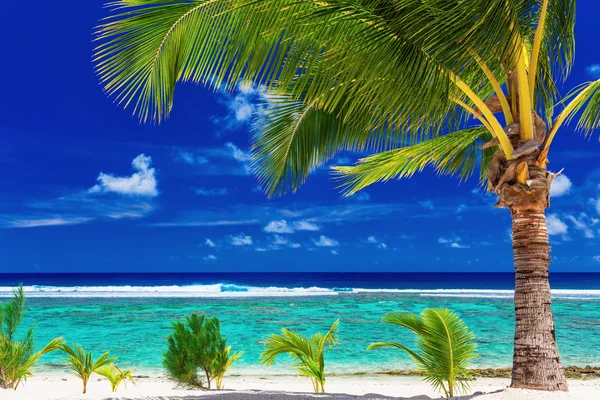 Palmboom op het strand met uitzicht op groene lagune — Stockfoto