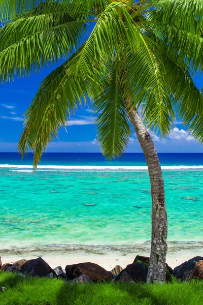 Palm tree på fantastiska tropisk strand — Stockfoto