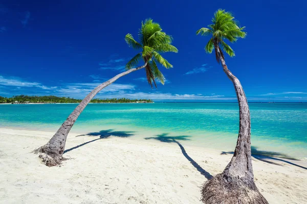 Palmbomen opknoping over groene lagune — Stockfoto