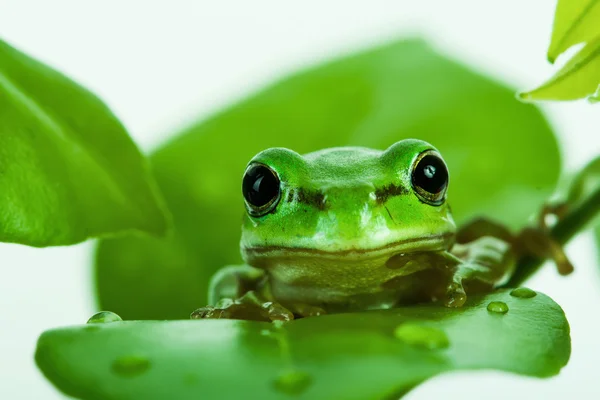 Green tree frog peeking out from behind the leaves — Stock Photo, Image