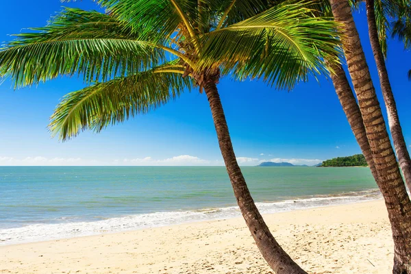 Palm tree at Palm Cove beach Stock Photo