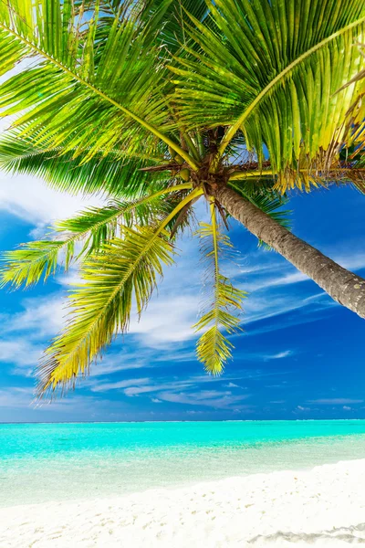 Palmera de coco en una playa tropical — Foto de Stock