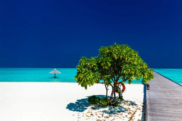 Tropischer Sandstrand mit Holzsteg und Baum — Stockfoto