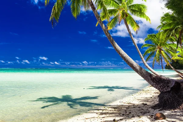 Beach with palm trees over tropical water Royalty Free Stock Images