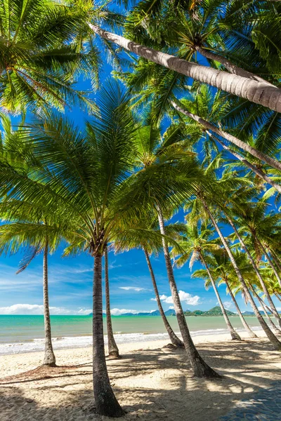 Palmeras en la playa — Foto de Stock