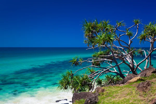 Vue sur la plage avec rochers et arbres — Photo