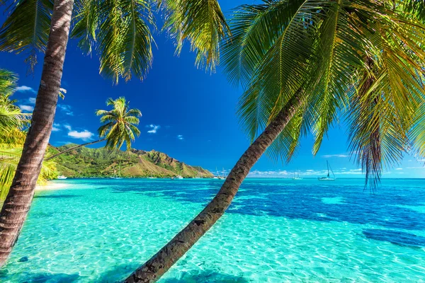 Palm trees on tropical beach Royalty Free Stock Images