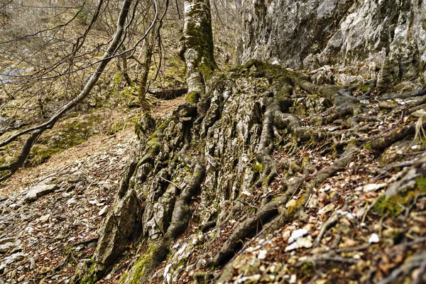 Baum mit Wurzeln im Felsenberg — Stockfoto