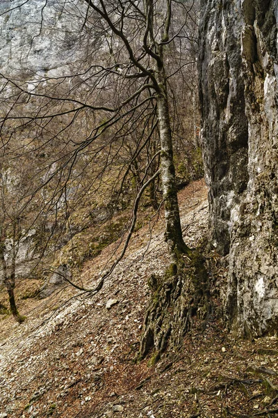 Ağaç kökleri rock dağ ile — Stok fotoğraf