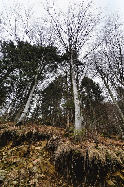 Solitérní strom v horské krajině — Stock fotografie