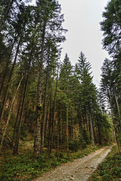 Dağ yolundan çam ormanı içinde — Stok fotoğraf