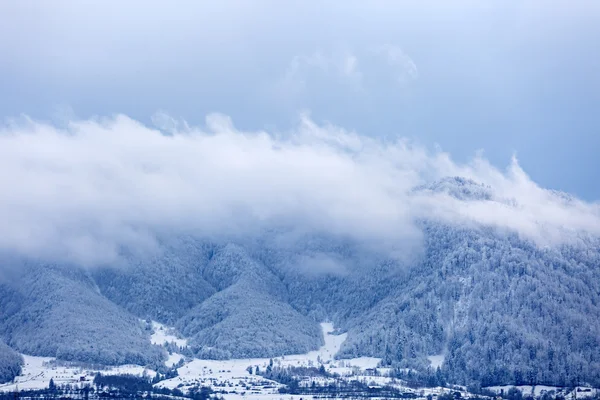 松林で覆われ、雲に囲まれた山頂 — ストック写真