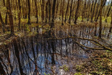 Bir orman reflec ile bataklıklar gürgen ağaçları ile manzara