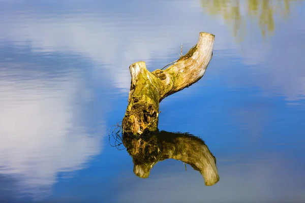 Дерево пень в озері з копійкою на відображенні неба на воді — стокове фото