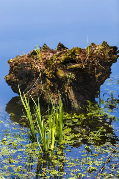 Un tocón y hierba en el agua en un lago — Foto de Stock