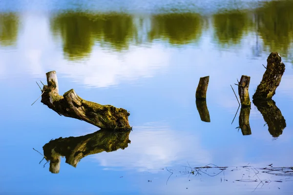 Дерево пень в озері з копійкою на відображенні неба на воді — стокове фото